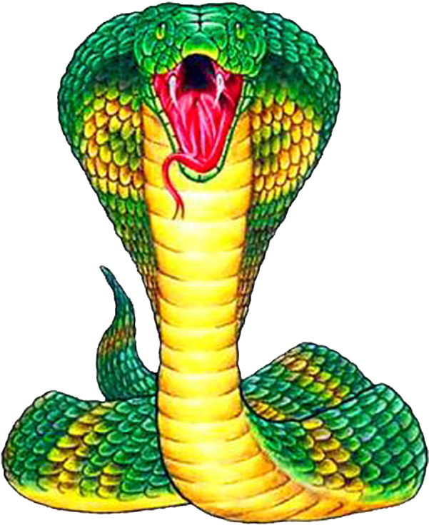 King Cobra Snake Clipart (600x800), Png Download