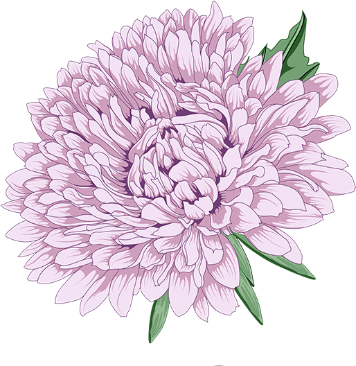 Chrysanthemum Clipart Vector - Peony Chrysanthemum (555x574), Png Download