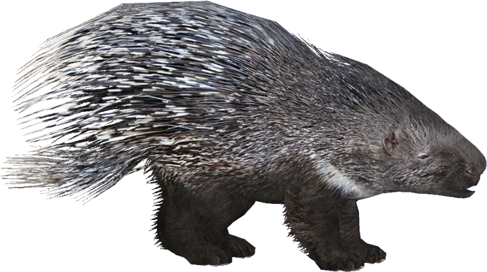 European Porcupine - Zoo Tycoon 2 Porcupine (800x600), Png Download