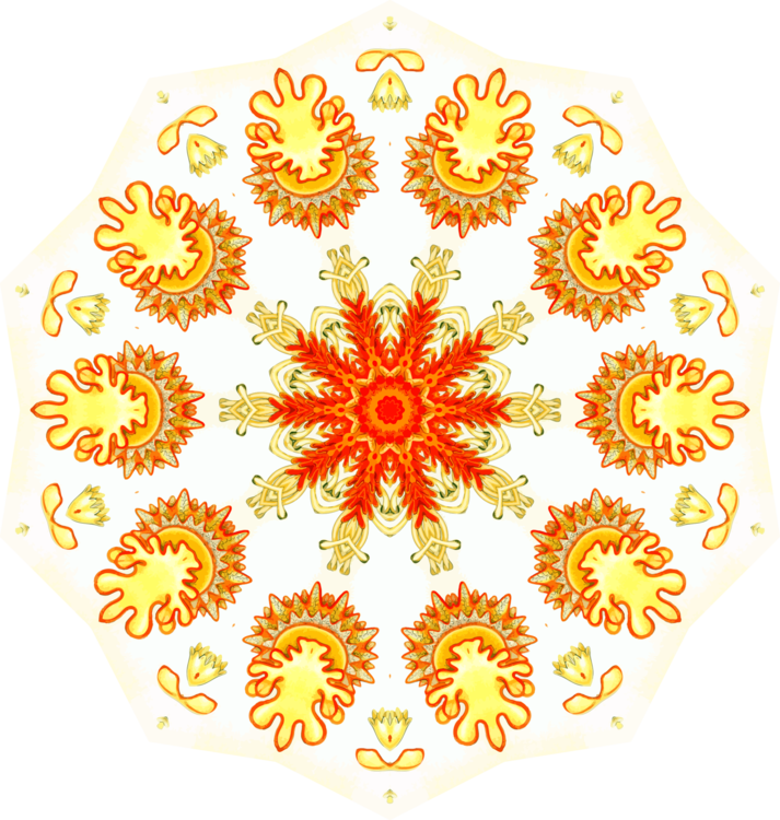 Floral Design Symmetry Starfish By Ernst Haekel - Ernst Haeckel (713x750), Png Download