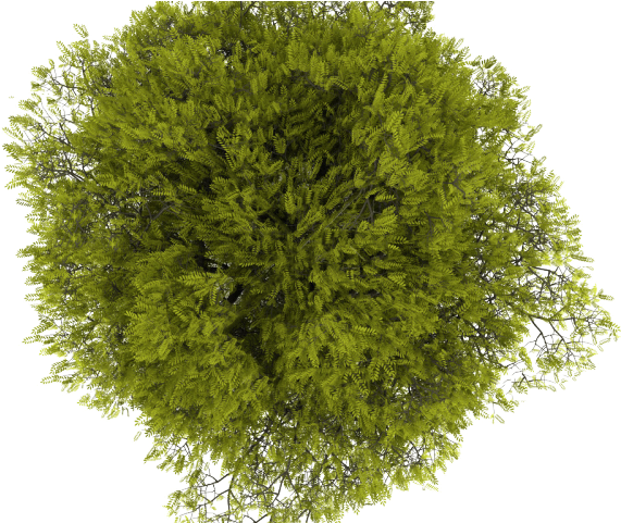 Tree Png Transparent Images - Plant Png Top View (640x480), Png Download
