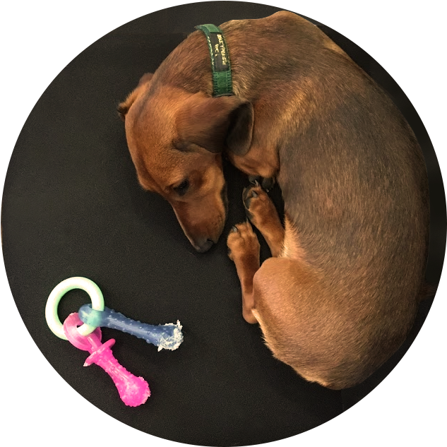 Hyunalee2 - Companion Dog (675x675), Png Download