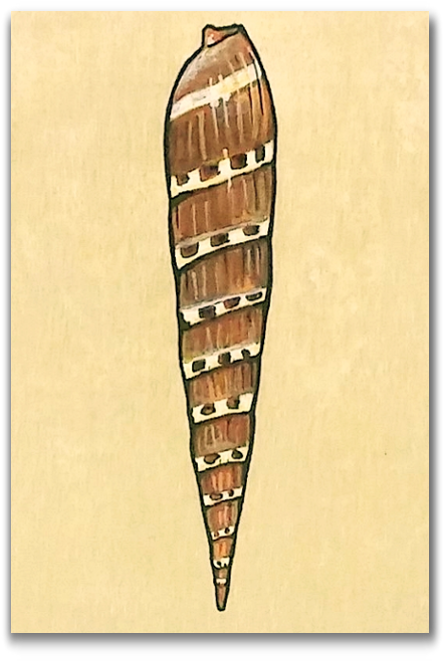 Wood (580x725), Png Download