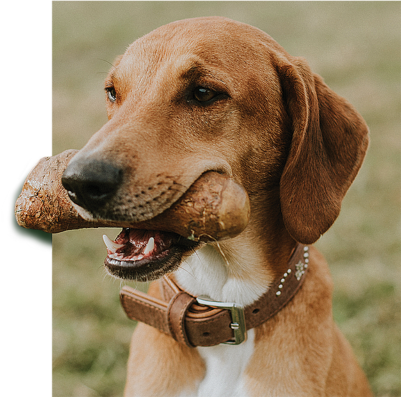 Dogs Love Goodwood - Harrier (637x570), Png Download