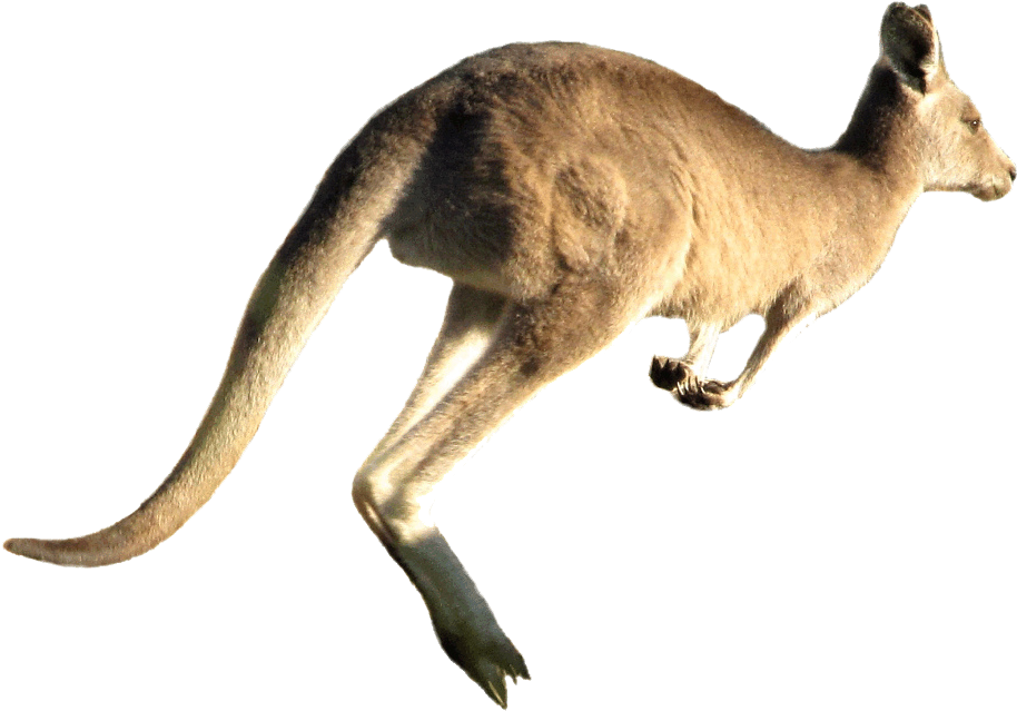 Kangaroo Jumping Png Image - Kangaroo Jumping White Background (921x648), Png Download