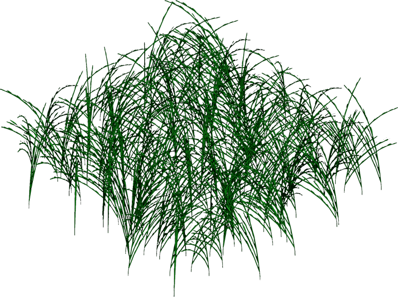 Longgrass1 Dgw - Grass (800x598), Png Download