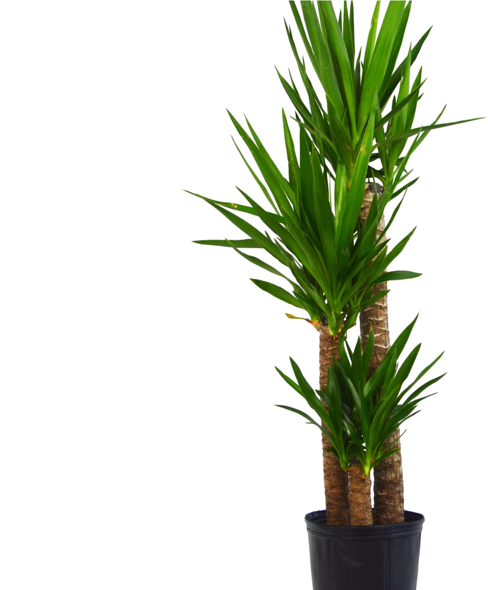 Yuca Elephantipes 'spineless Yucca' 3-4 Ft Tall - Grass (1057x700), Png Download