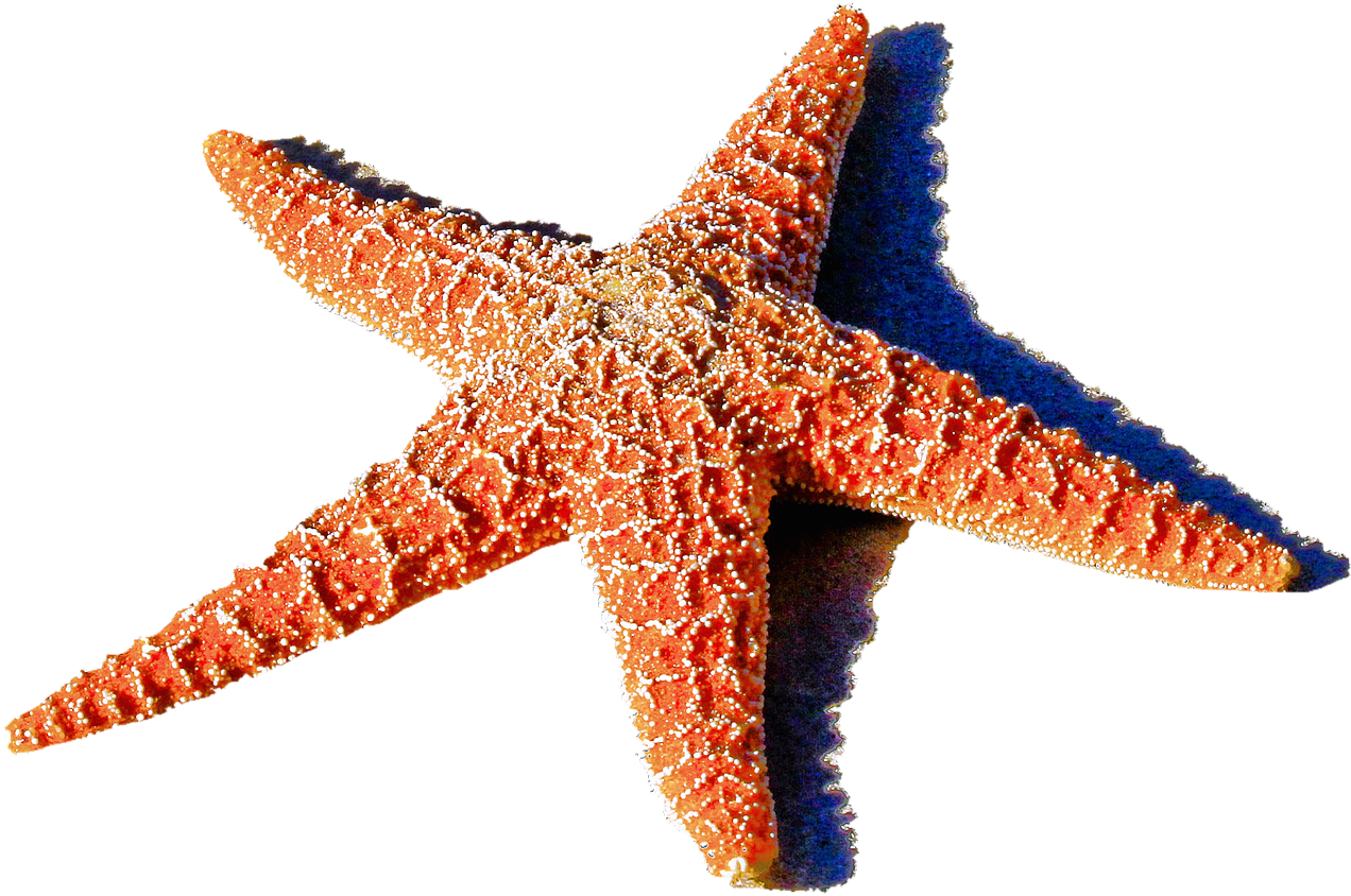 Isolated Starfish Red Sea - Animais Estrela Do Mar (1280x894), Png Download