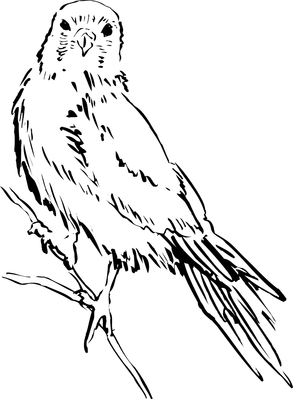 Bird Wings Png - Рисунки Птиц (941x1280), Png Download