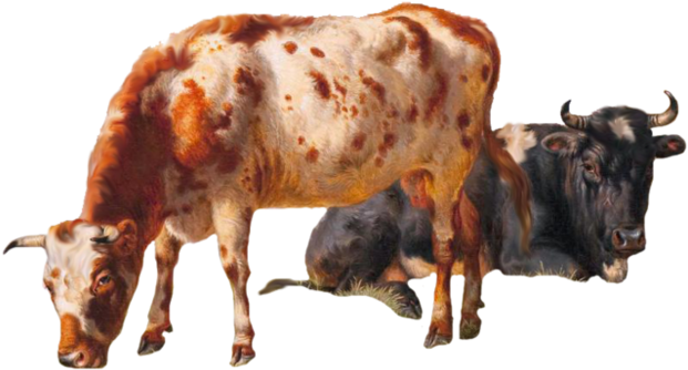 Cows Png - Dairy Cow (997x801), Png Download