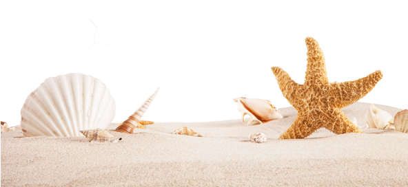 Shell (591x591), Png Download