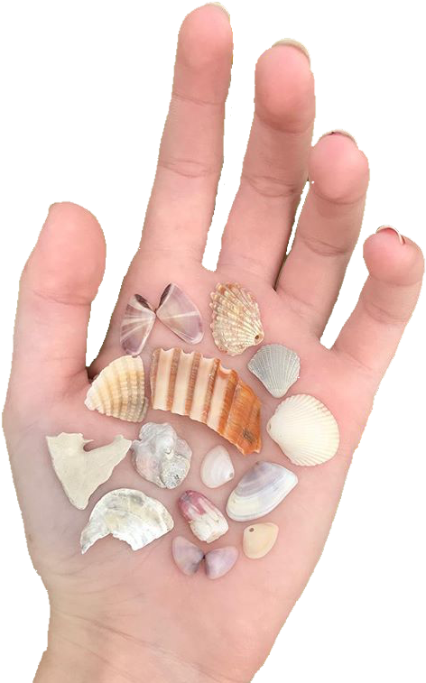 Cream Tan Orange Shells Polyvore Moodboard Filler Hand - Shell (483x762), Png Download