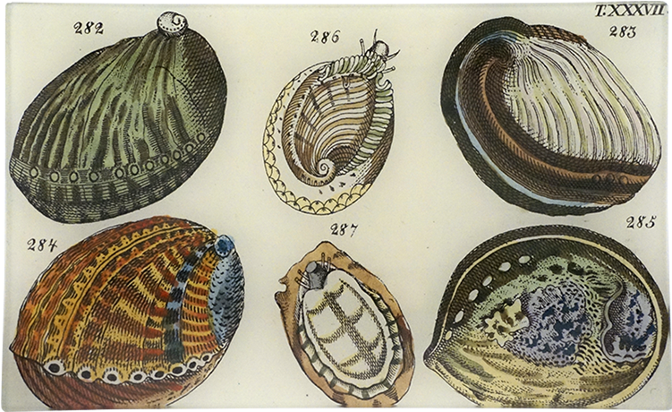 Painted Turtle (800x800), Png Download