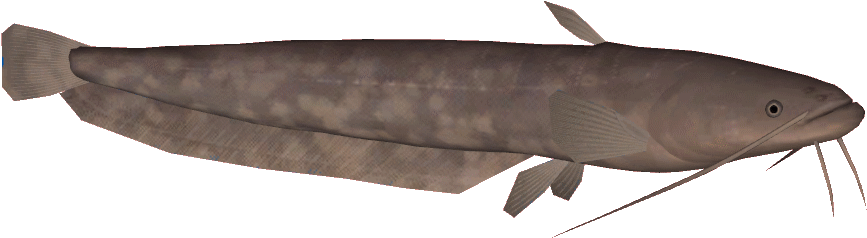 Amurcatfish - Amur Catfish (910x910), Png Download