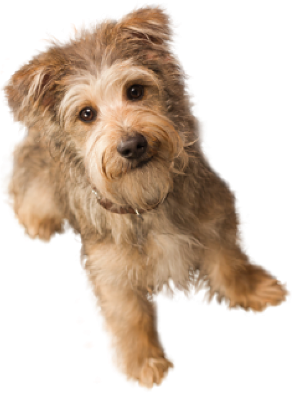 Dog Doll Png - Dog With Invisible Background (600x818), Png Download