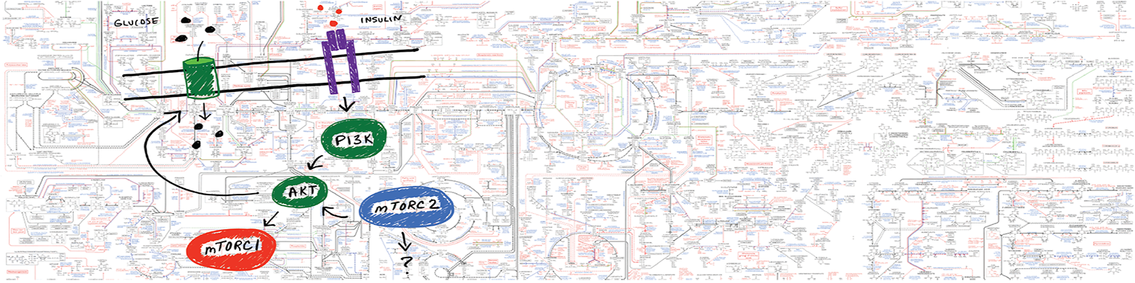 Image2 Signalingmetabolism Slide - Map (1600x400), Png Download