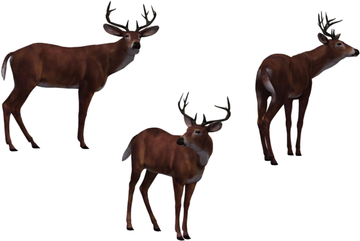 Deer Buck 03 By Free Stock - Deer (800x504), Png Download