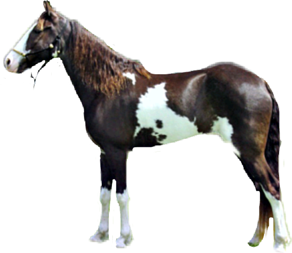 Caballo Sticker - Stallion (1024x887), Png Download