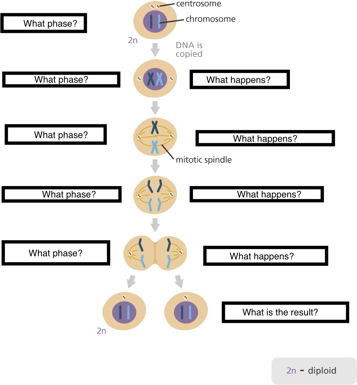 Meiosis - Meiosis And Mitosis (1200x1320), Png Download