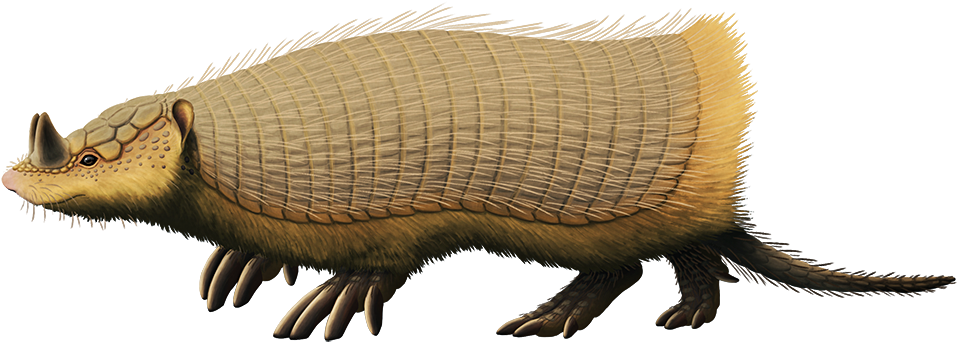 Peltephilus Ferox, An Armadillo From The Early Miocene - Armadillo (1000x379), Png Download