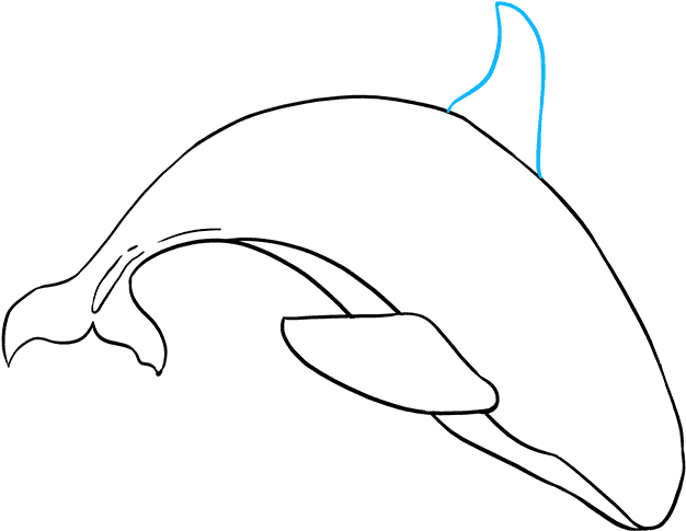 How To Draw Orca - Whale (680x678), Png Download