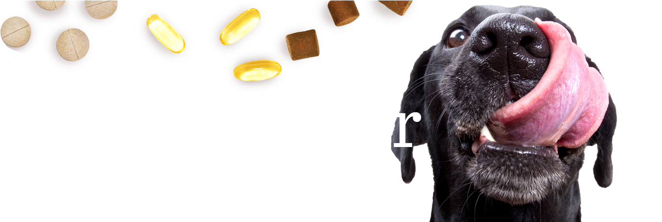 Pet Wellness Innovation - Companion Dog (1363x452), Png Download