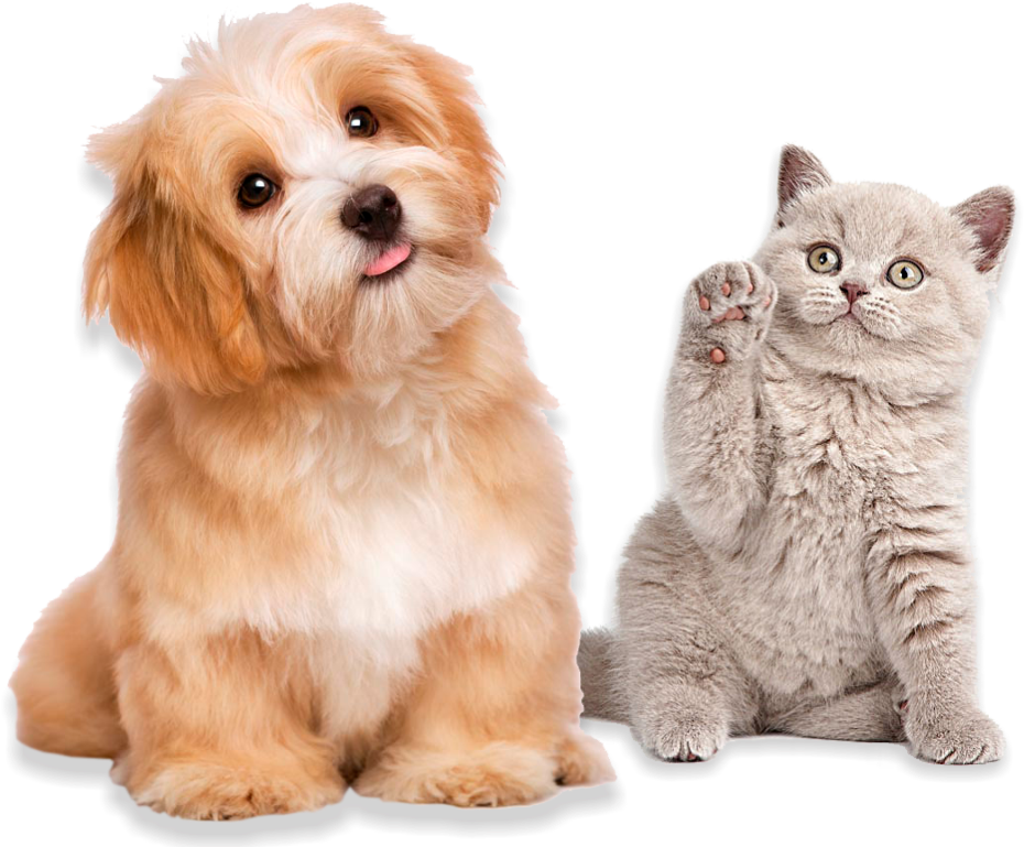 Foto-fundo - All Dogs (950x800), Png Download