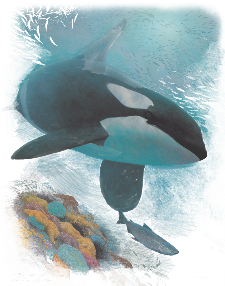 Wildlife Salmon Hunter Orca Men's Ringer T-shirt - Killer Whale (792x1008), Png Download