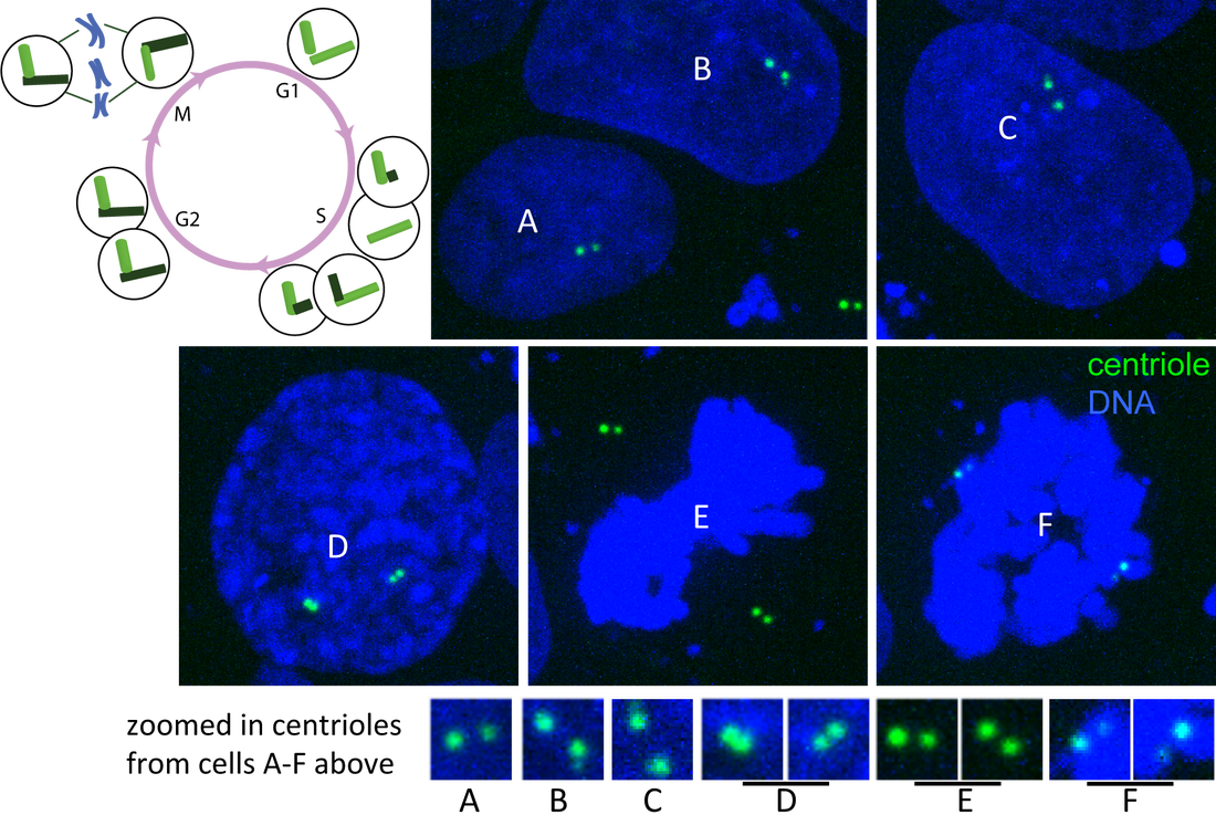 Single Plane Images Of Hips Cells Expressing Mtagrfp (1100x737), Png Download