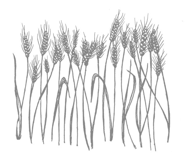 There's A Shortage Of Organic Grain Varieties In California, - Sketch (600x527), Png Download