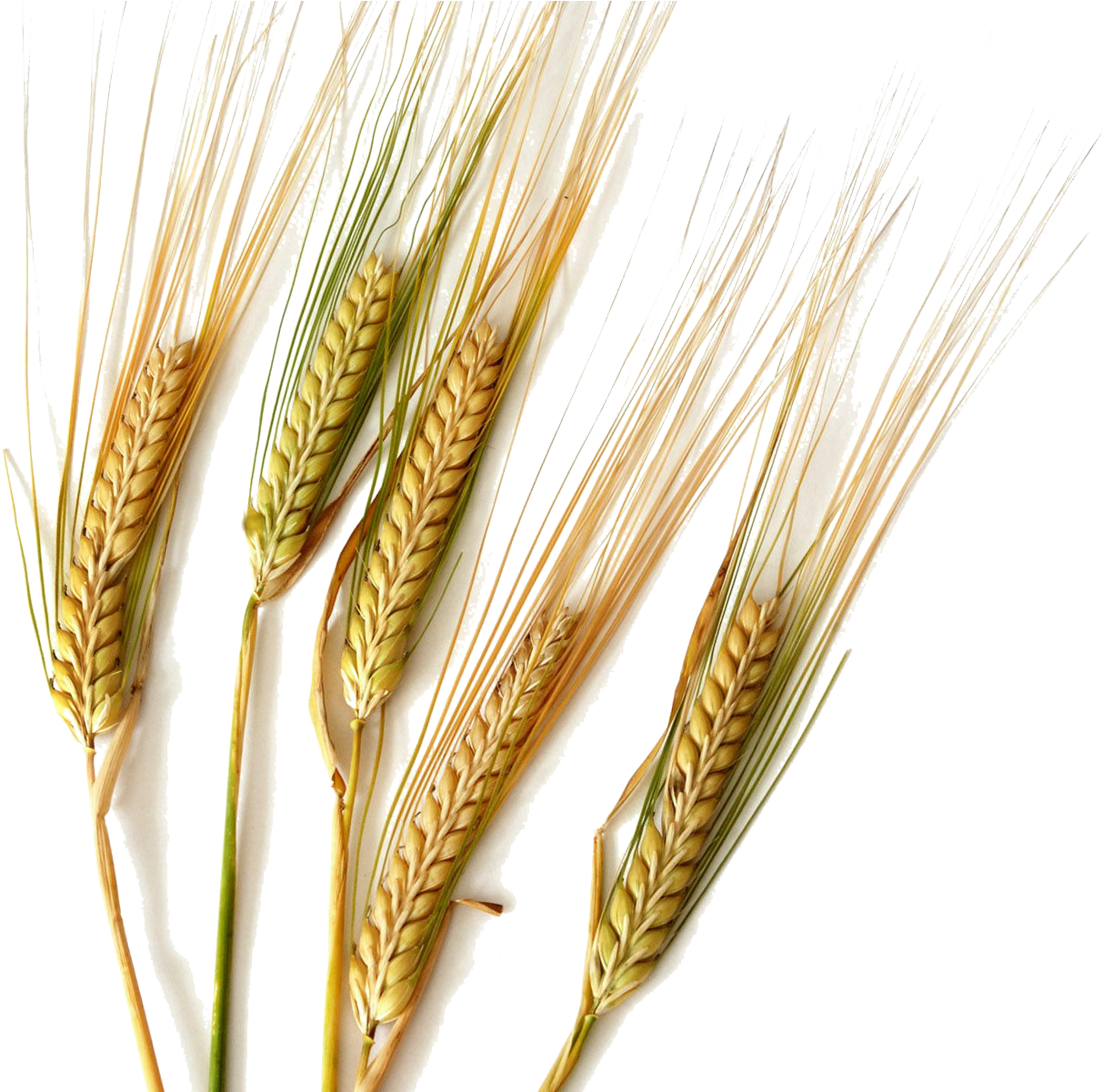 Durum Common Cereal Ear Rice Transprent Png - Kinds Of Cereals Wheat (1920x1200), Png Download