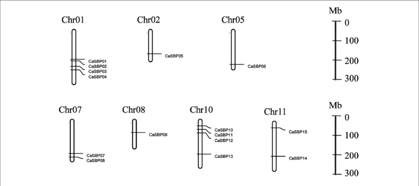 Chromosome Mapping Of Sbp Genes In Pepper - Diagram (850x378), Png Download
