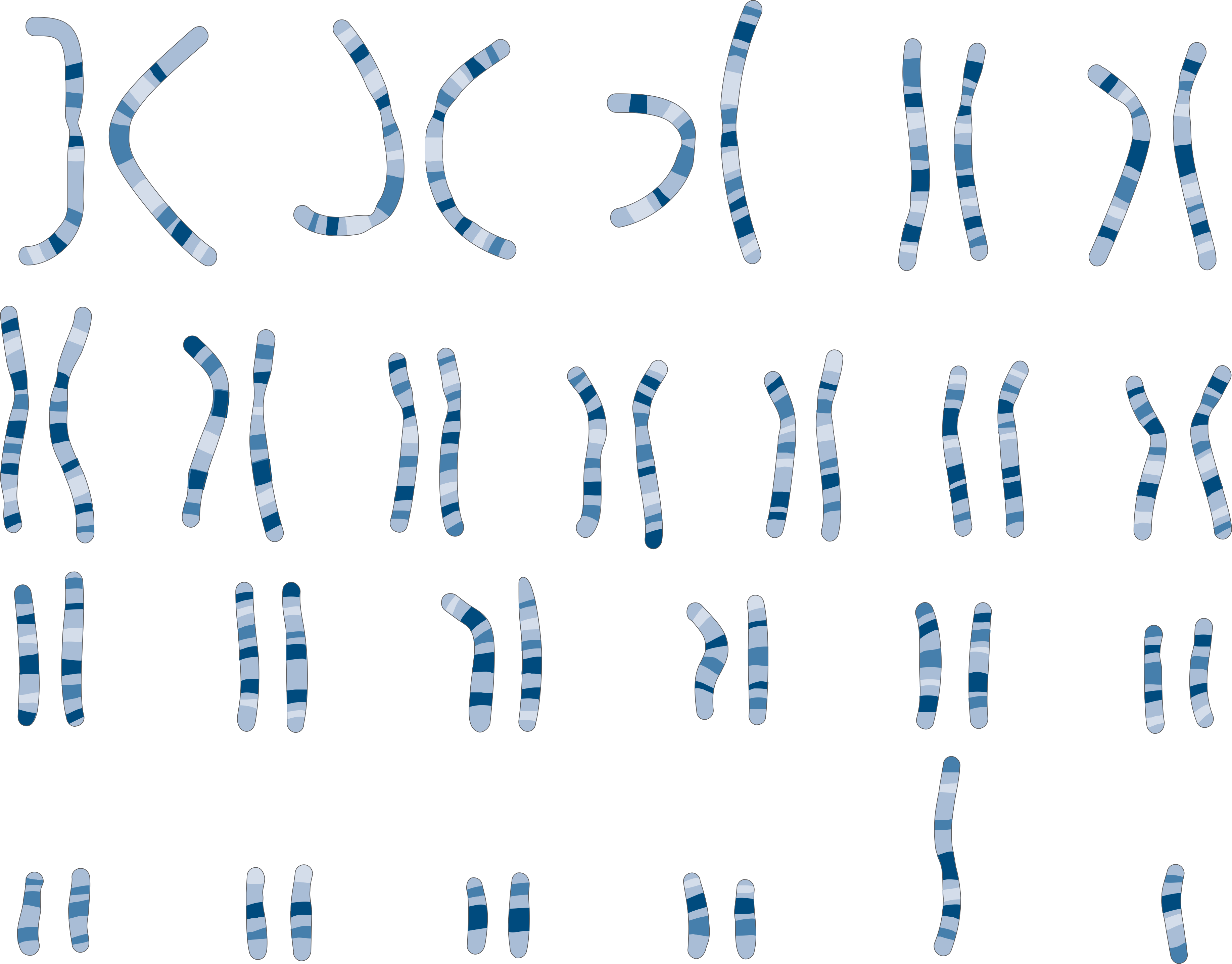 The Image Below Represents A Picture Of The Human Chromosomes - Karyotype Art (3670x2872), Png Download