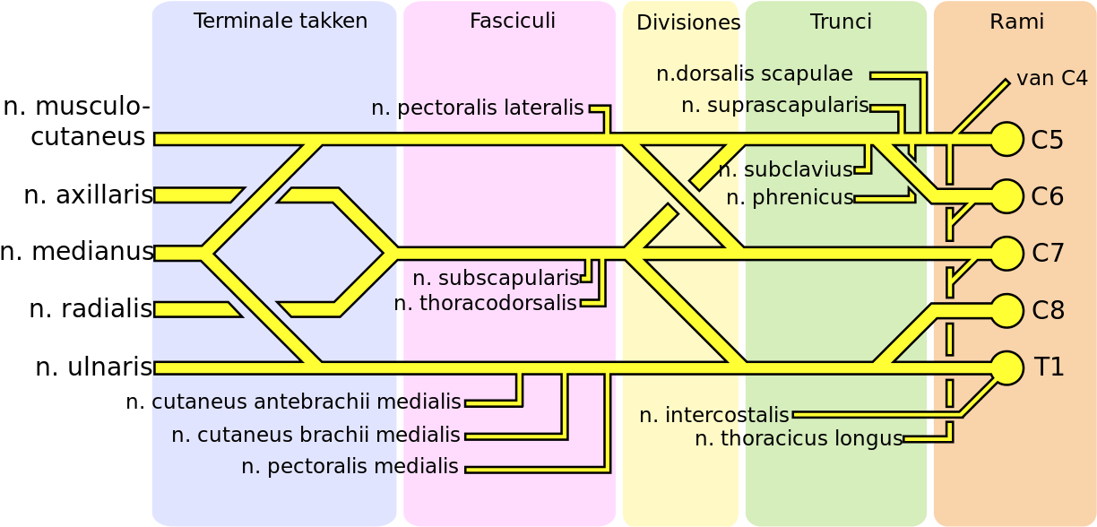 640 Pixels - Plexus Brachialis (1280x640), Png Download