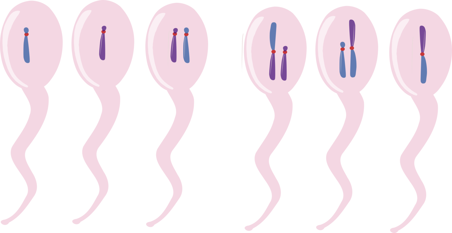 Computer Icons Chromosomal Translocation Directory - Chromosome Clipart (1455x750), Png Download