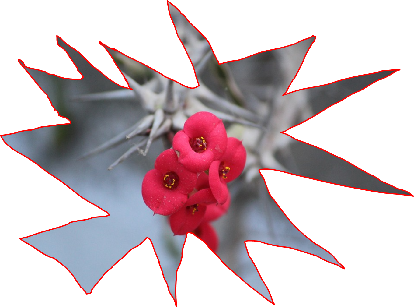 Poema - Bromelia (1361x1008), Png Download