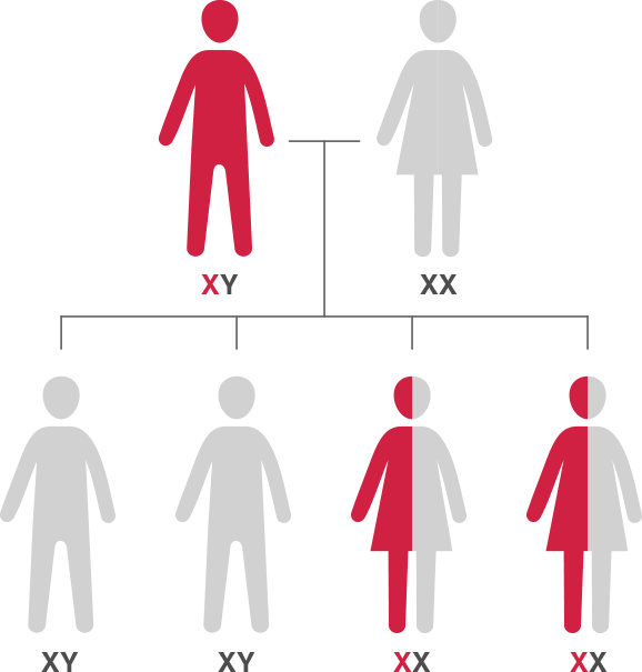 Mother Is Not A Carrier Of The Hemophilia Gene - Xx Y Xy (578x605), Png Download