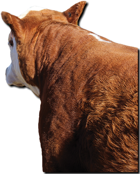 Copyright I-29 Bull Run - Sorrel (609x615), Png Download