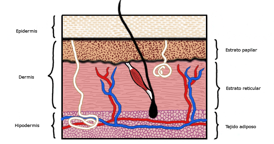Sección De La Piel De Mamífero - Net (1139x601), Png Download