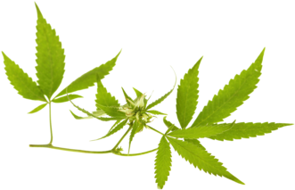 Ohio's Leading Marijuana Advocacy Center (1000x266), Png Download