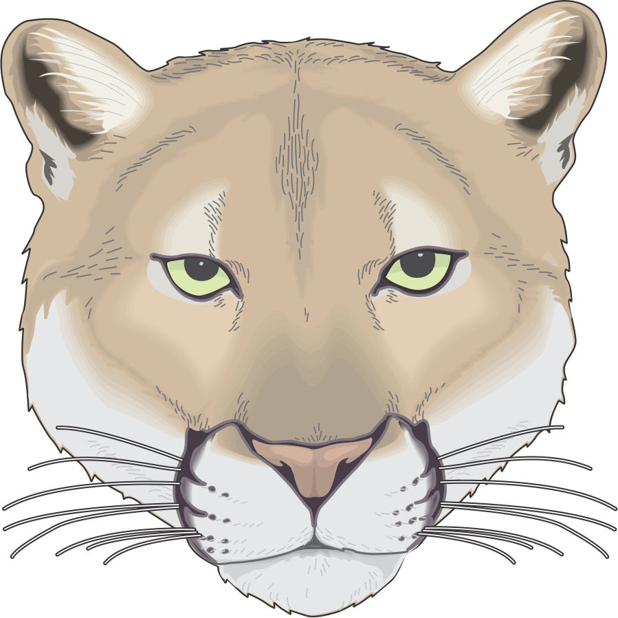 Cougar - Cougar Face Drawing (899x899), Png Download