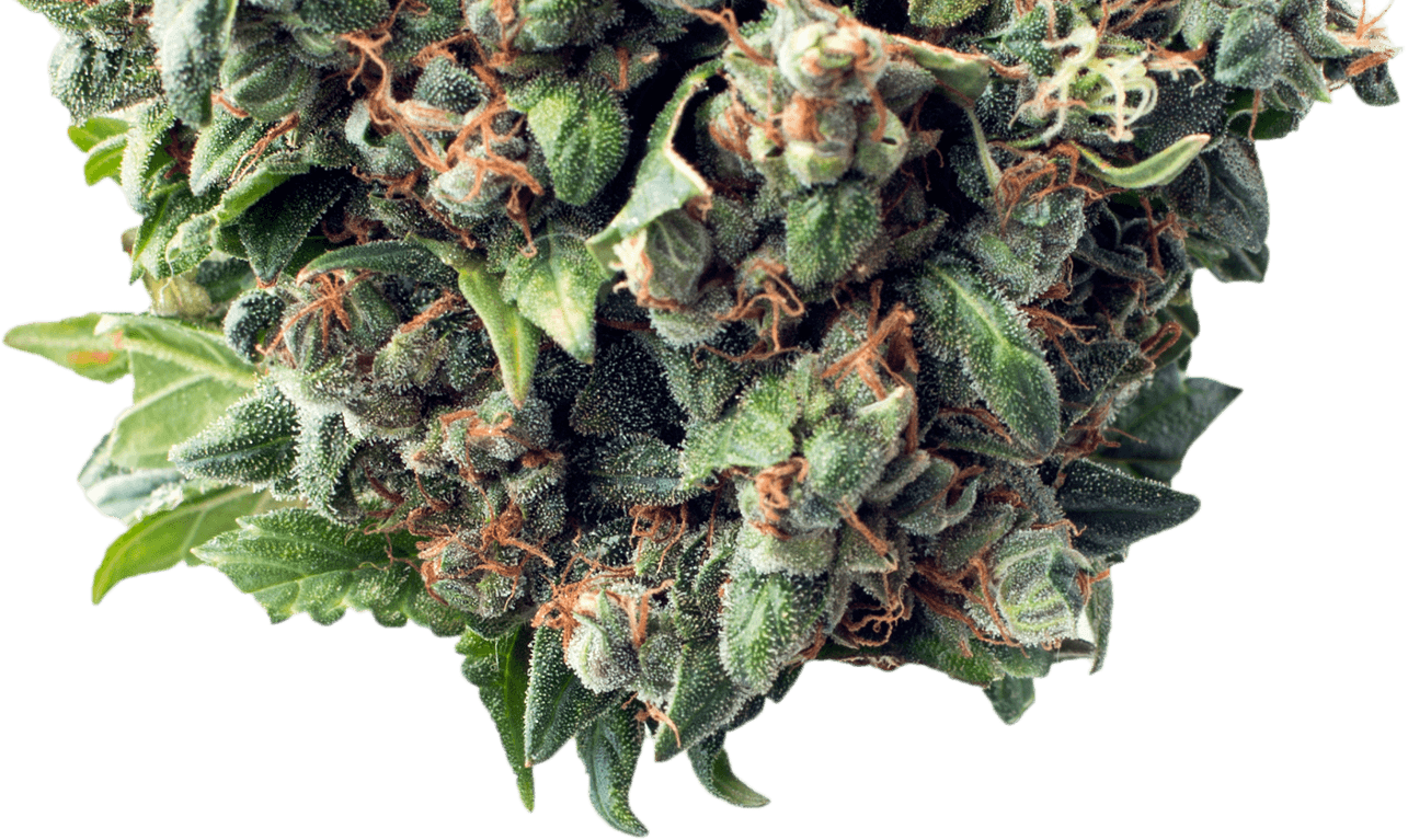 Bud - Recreational Weed In Colorado Springs (1285x767), Png Download