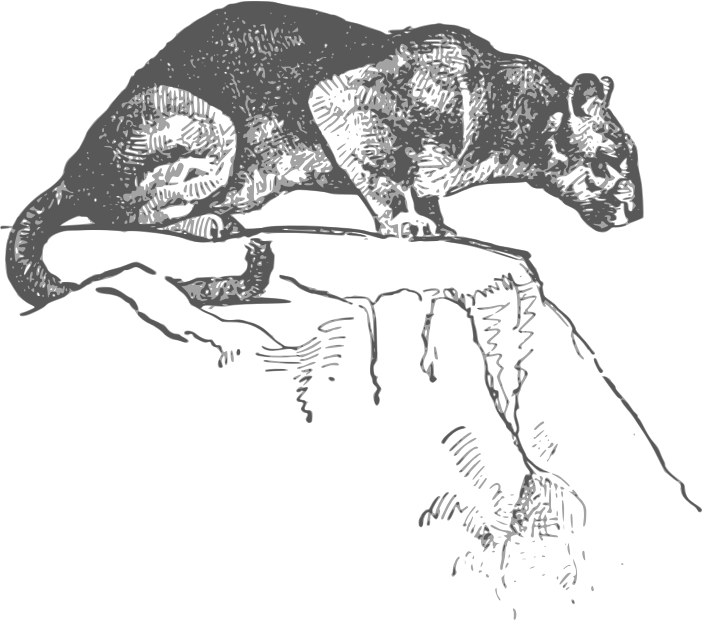 This Png File Is About Cougar - Puma (703x620), Png Download