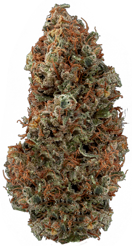 Seeds Dry Bud - Oregon Pine (458x851), Png Download