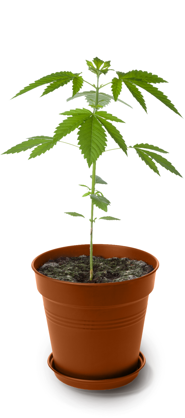 Trasplante De Maceta Marihuana (723x1636), Png Download