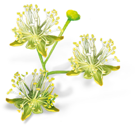Linden Flowers (800x800), Png Download