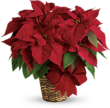 Salisbury, Md Florist & Flower Delivery - Christmas Flowers (368x460), Png Download