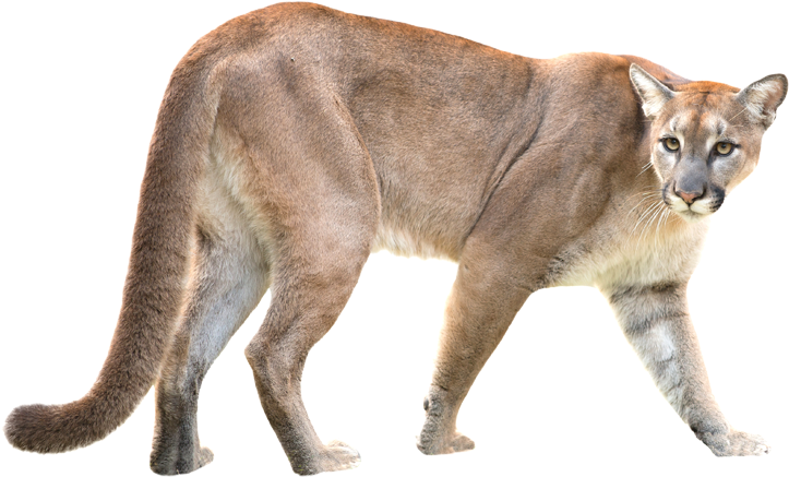 Download Puma / Mountain Lion / Puma - Puma Animal White Background PNG  Image with No Background 