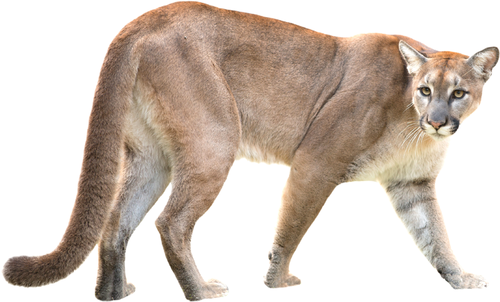 Download Puma / Mountain Lion / Puma - Puma Animal White Background PNG Image with No Background Download Puma / Mountain Lion / Puma - Puma Animal White Background PNG Image with No Background