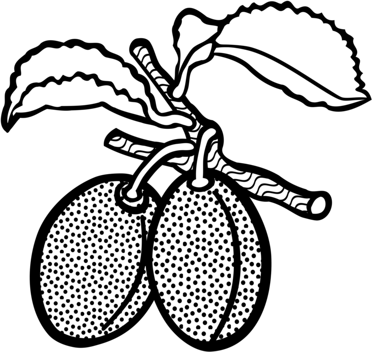 Line Art Plum Drawing Computer Icons Fruit - Plum Drawing (775x750), Png Download